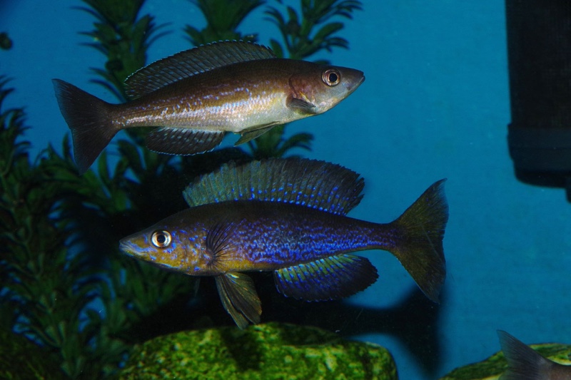 Cyprichromis microlepidotus 'Kilila'